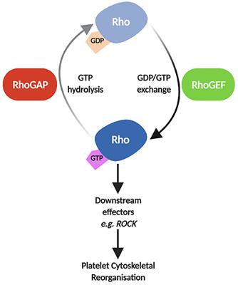 Turning Platelets Off and On: Role of RhoGAPs and RhoGEFs in Platelet Activity